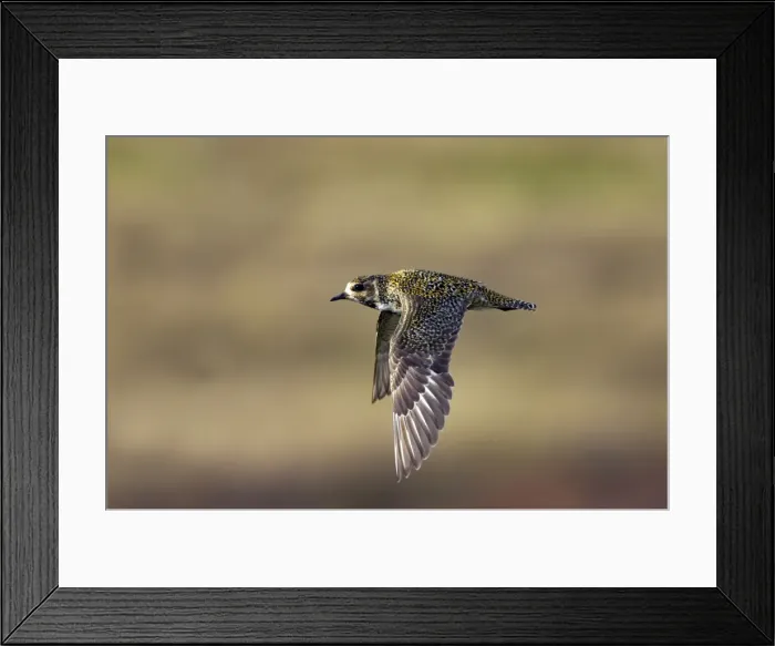 Framed Print : Picture No. 10883992 Framed Print : Picture No. 10883992