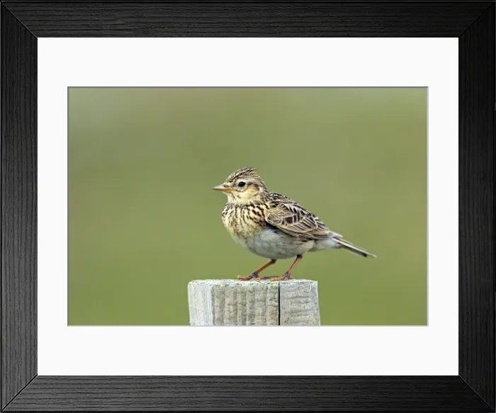Framed Print : Picture No. 10883989