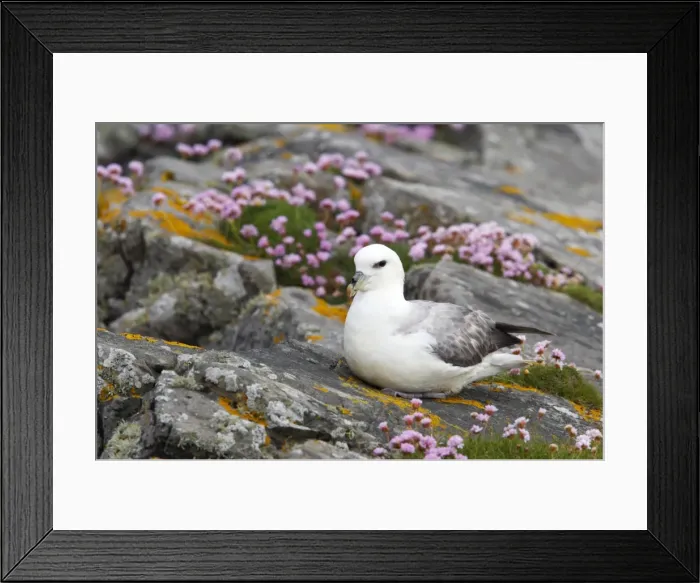 Framed Print : Picture No. 10883997 Framed Print : Picture No. 10883997
