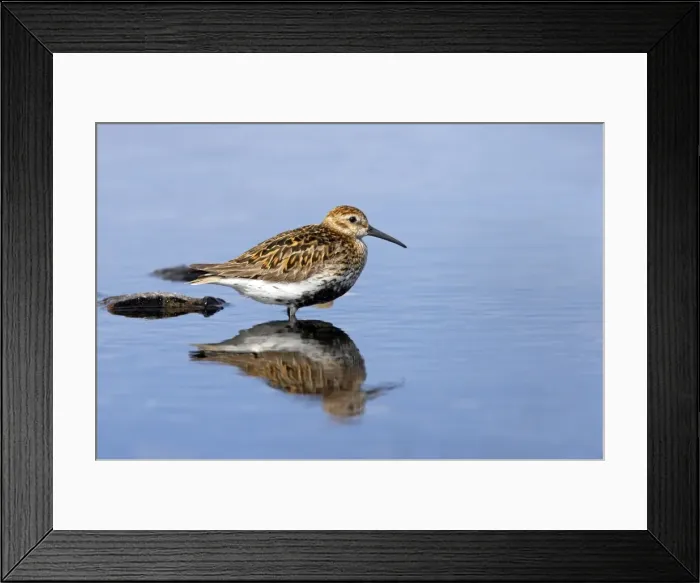 Framed Print : Picture No. 10883999 Framed Print : Picture No. 10883999