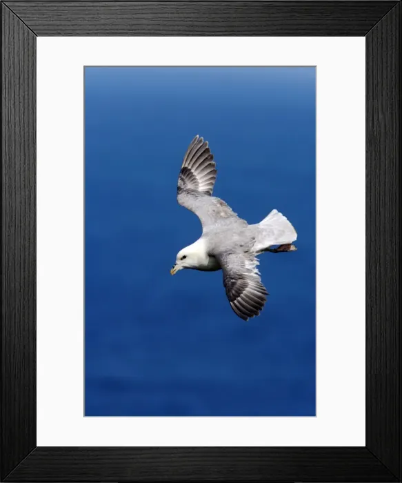 Framed Print : Picture No. 10883998 Framed Print : Picture No. 10883998