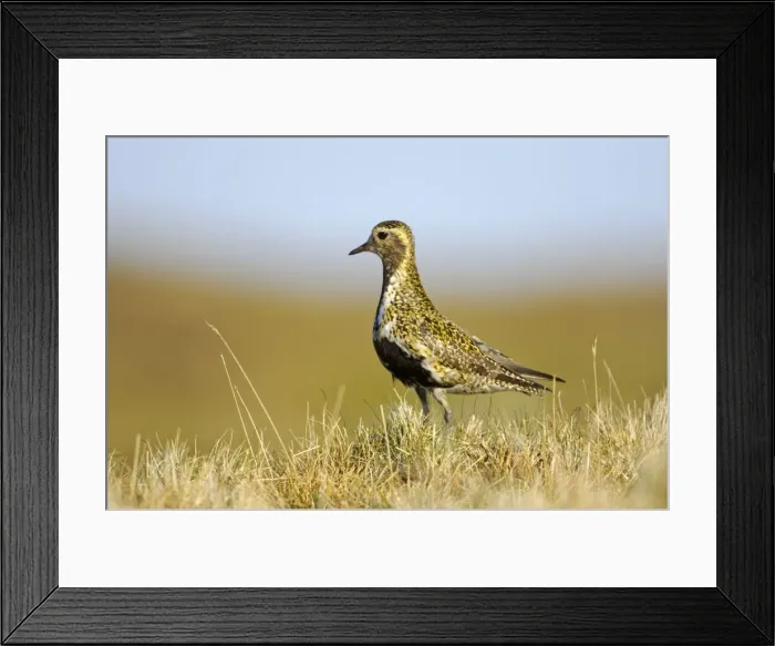 Framed Print : Picture No. 10883993 Framed Print : Picture No. 10883993