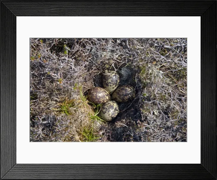 Framed Print : Picture No. 10883994
