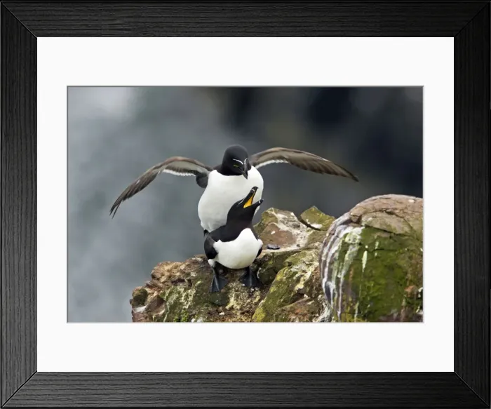 Framed Print : Picture No. 10884003 Framed Print : Picture No. 10884003