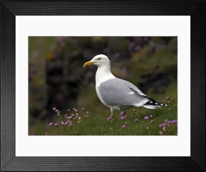 Framed Print : Picture No. 10884004 Framed Print : Picture No. 10884004