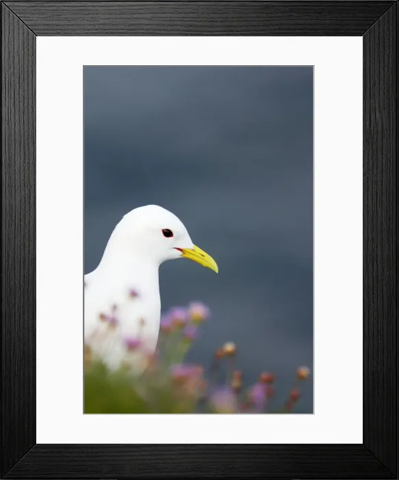 Framed Print : Picture No. 10884005 Framed Print : Picture No. 10884005