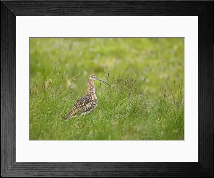 Framed Print : Picture No. 10884000 Framed Print : Picture No. 10884000