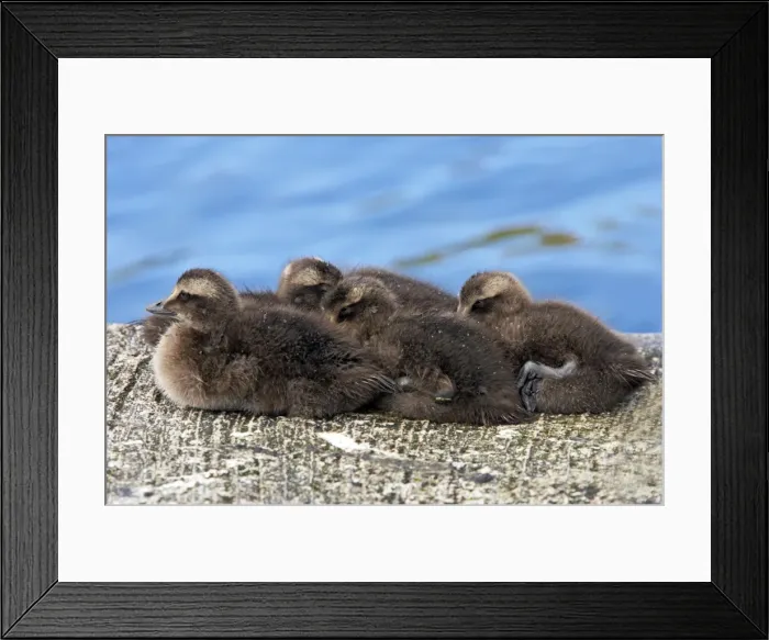Framed Print : Picture No. 10884001 Framed Print : Picture No. 10884001