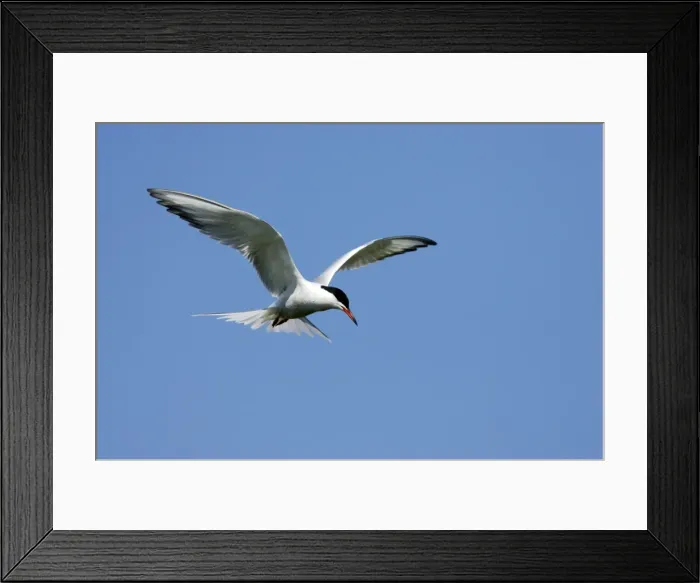 Framed Print : Picture No. 10884008