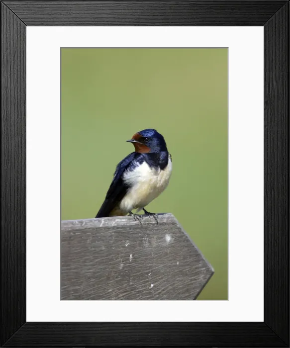 Framed Print : Picture No. 10884009