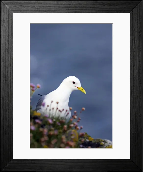 Framed Print : Picture No. 10884006