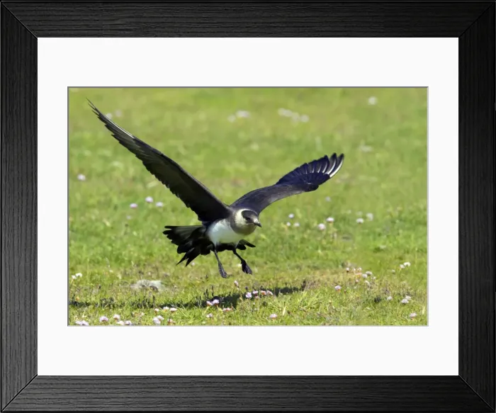 Framed Print : Picture No. 10884007 Framed Print : Picture No. 10884007