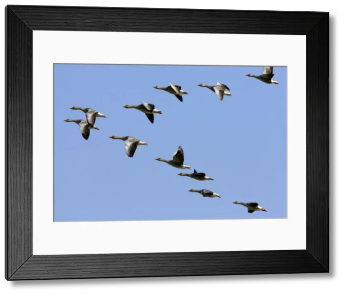 Framed Print : Picture No. 10884012