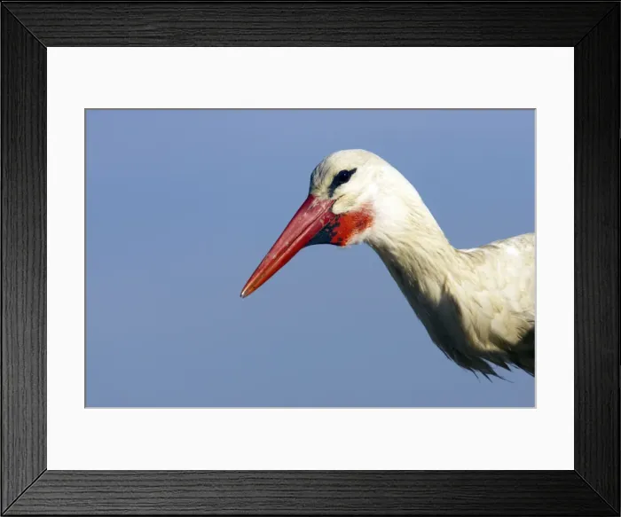 Framed Print : Picture No. 10884014 Framed Print : Picture No. 10884014