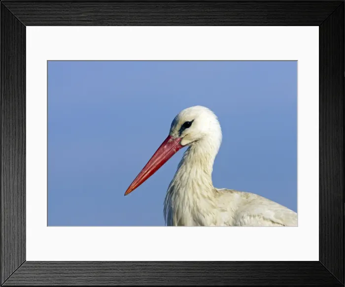 Framed Print : Picture No. 10884015 Framed Print : Picture No. 10884015