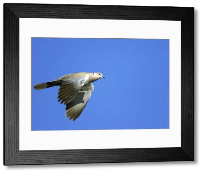 Framed Print : Picture No. 10884013 Framed Print : Picture No. 10884013