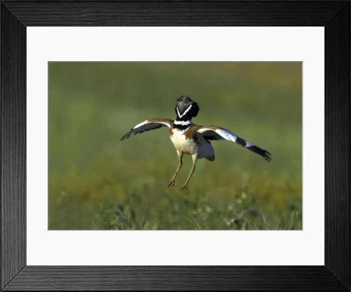 Framed Print : Picture No. 10884017 Framed Print : Picture No. 10884017