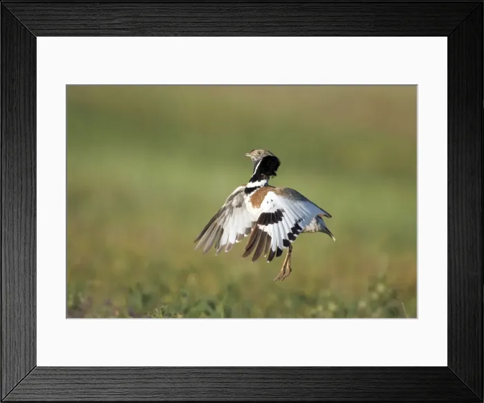Framed Print : Picture No. 10884018 Framed Print : Picture No. 10884018