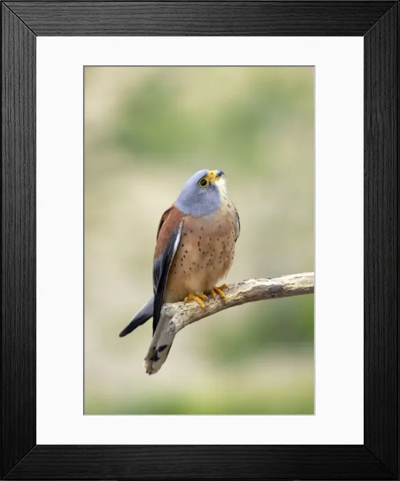 Framed Print : Picture No. 10884019 Framed Print : Picture No. 10884019