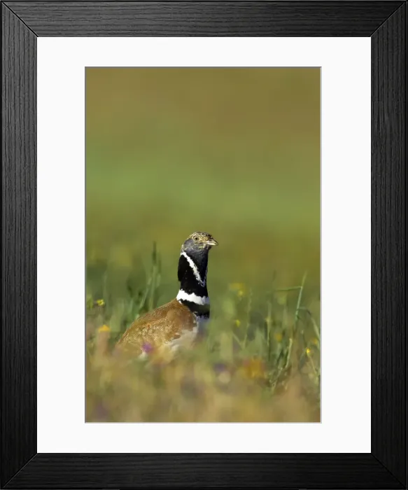 Framed Print : Picture No. 10884016 Framed Print : Picture No. 10884016