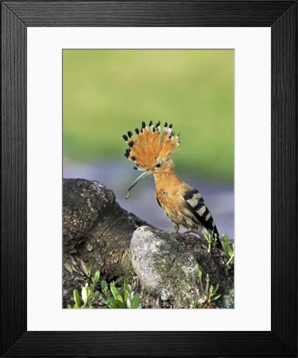Framed Print : Picture No. 10884020