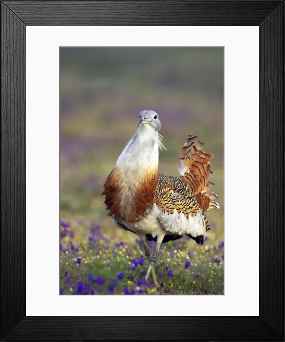Framed Print : Picture No. 10884022 Framed Print : Picture No. 10884022