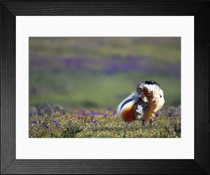 Framed Print : Picture No. 10884024 Framed Print : Picture No. 10884024