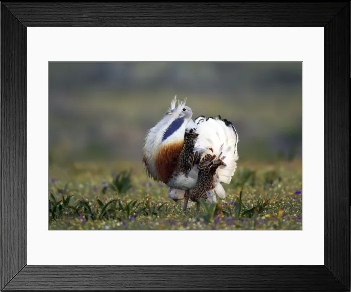 Framed Print : Picture No. 10884025