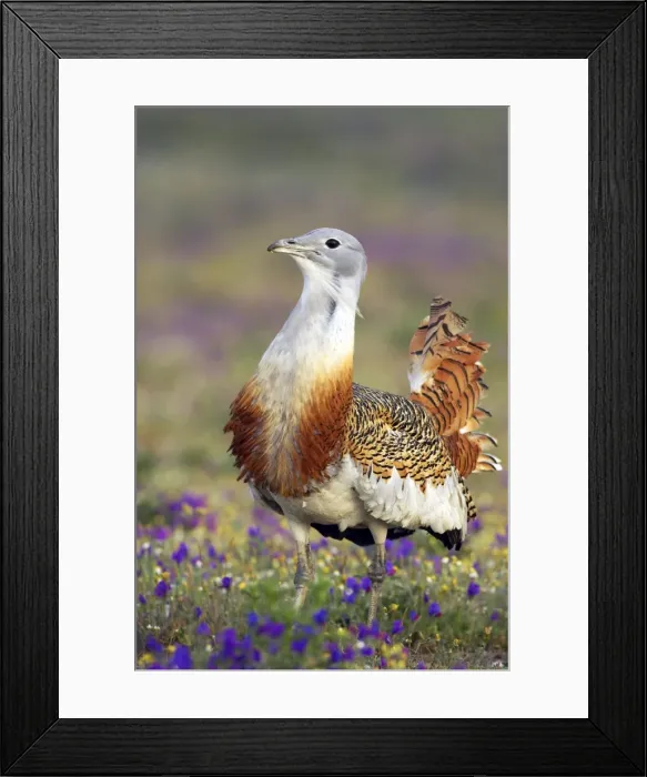 Framed Print : Picture No. 10884021 Framed Print : Picture No. 10884021