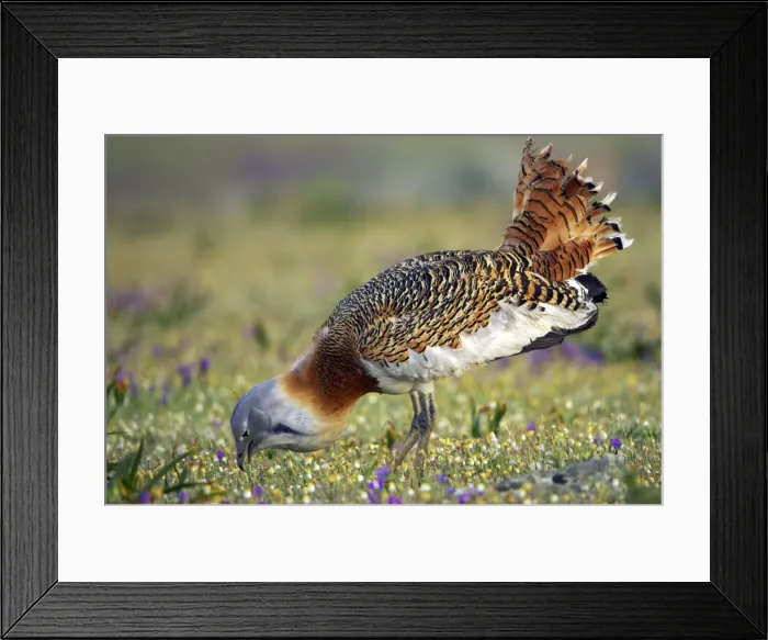 Framed Print : Picture No. 10884023 Framed Print : Picture No. 10884023