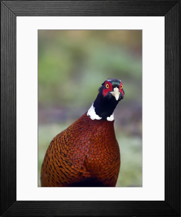 Framed Print : Picture No. 10884028 Framed Print : Picture No. 10884028
