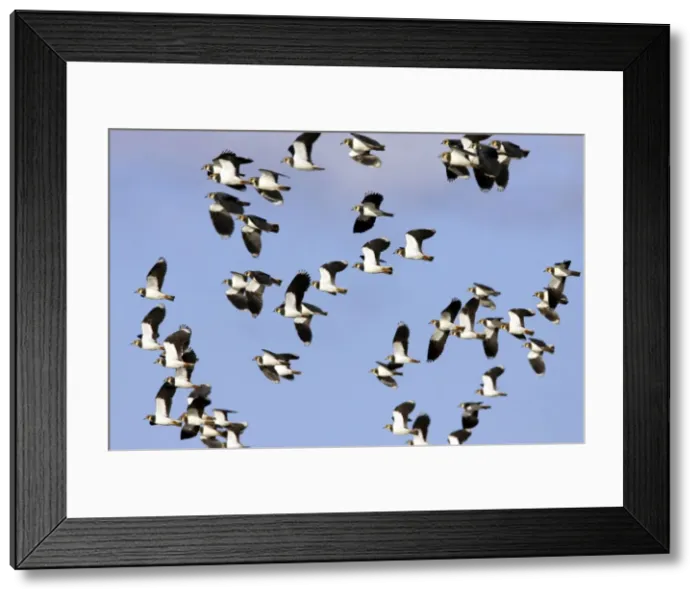 Framed Print : Picture No. 10884029