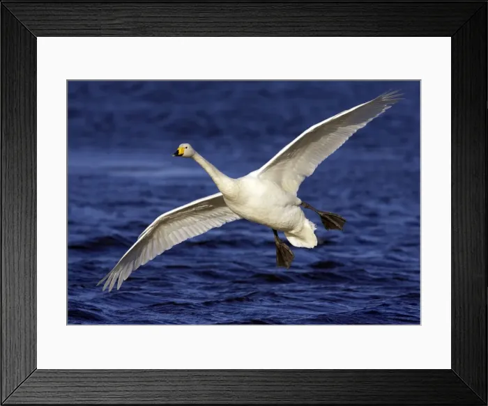 Framed Print : Picture No. 10884030 Framed Print : Picture No. 10884030