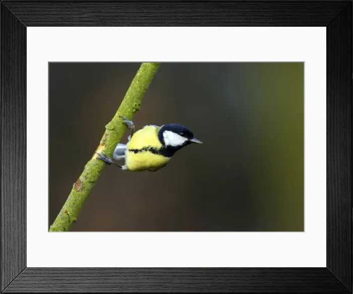 Framed Print : Picture No. 10884031 Framed Print : Picture No. 10884031