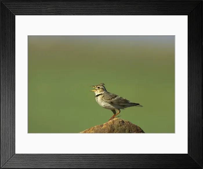 Framed Print : Picture No. 10884027 Framed Print : Picture No. 10884027