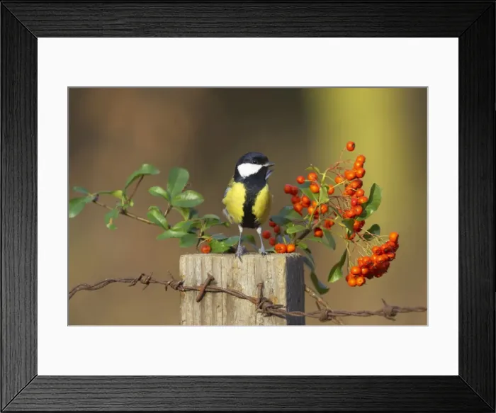 Framed Print : Picture No. 10884033 Framed Print : Picture No. 10884033