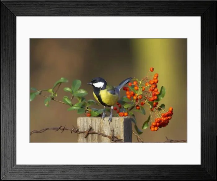 Framed Print : Picture No. 10884032 Framed Print : Picture No. 10884032
