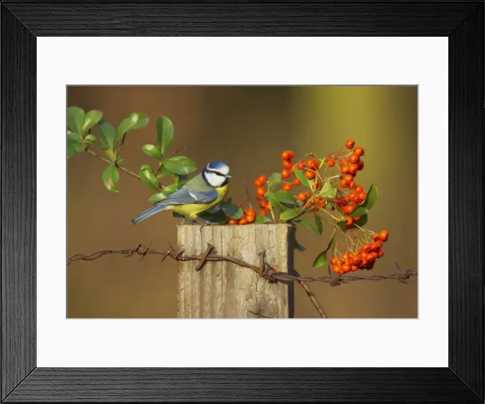 Framed Print : Picture No. 10884034