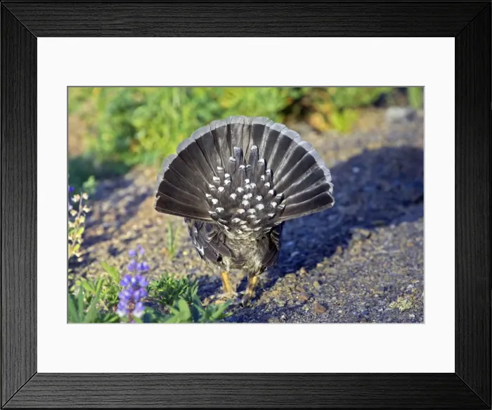 Framed Print : Picture No. 10884037