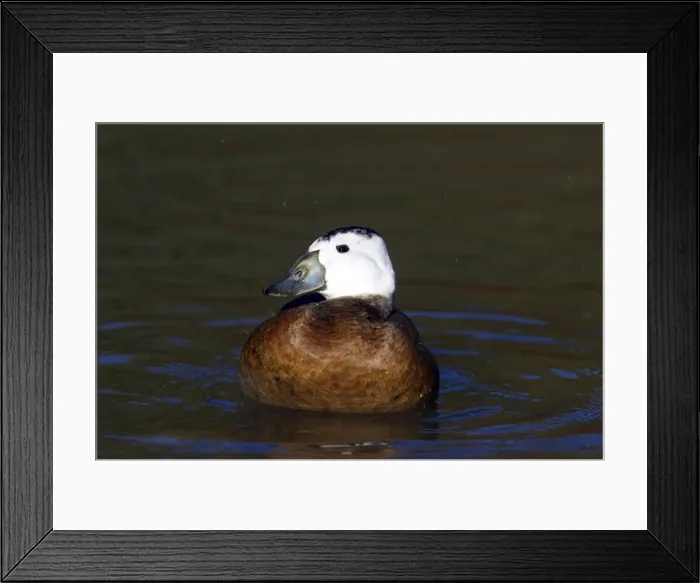 Framed Print : Picture No. 10884035 Framed Print : Picture No. 10884035