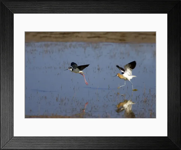 Framed Print : Picture No. 10884041 Framed Print : Picture No. 10884041