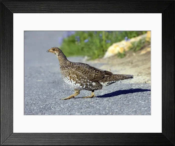 Framed Print : Picture No. 10884038 Framed Print : Picture No. 10884038