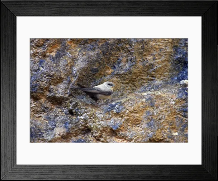 Framed Print : Picture No. 10884026 Framed Print : Picture No. 10884026