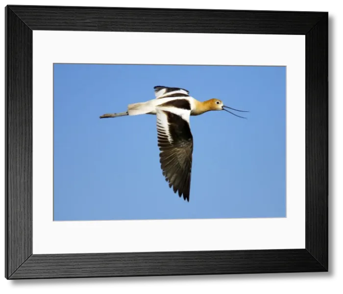 Framed Print : Picture No. 10884043 Framed Print : Picture No. 10884043