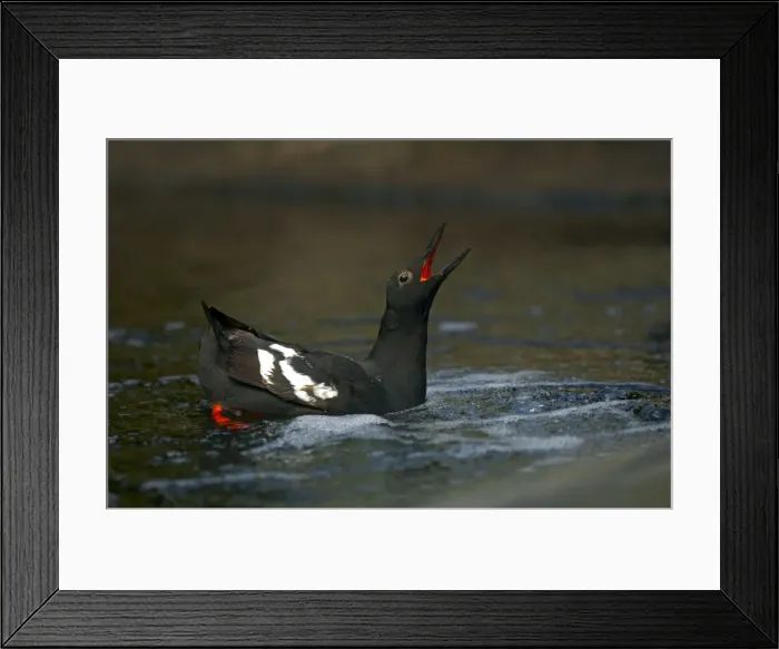 Framed Print : Picture No. 10884044 Framed Print : Picture No. 10884044