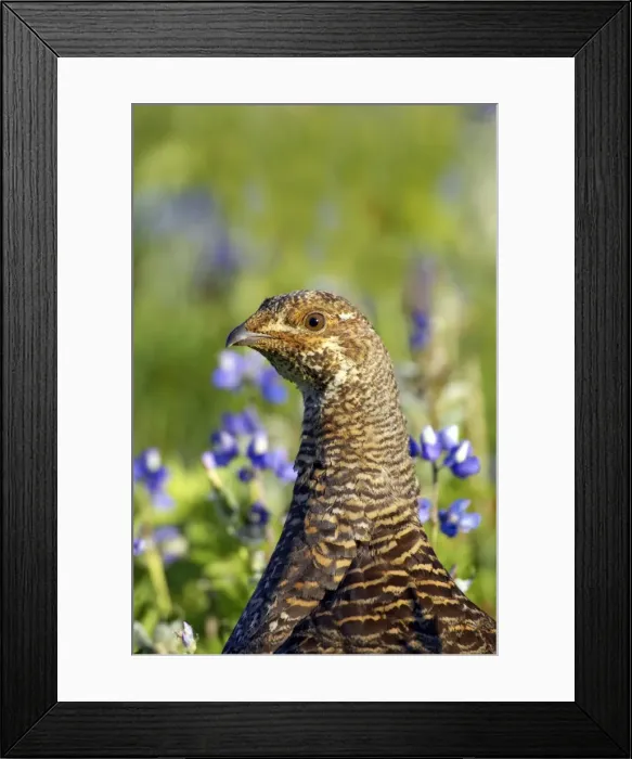 Framed Print : Picture No. 10884039 Framed Print : Picture No. 10884039