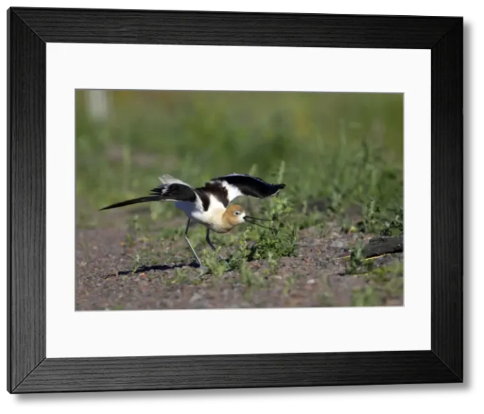Framed Print : Picture No. 10884042 Framed Print : Picture No. 10884042