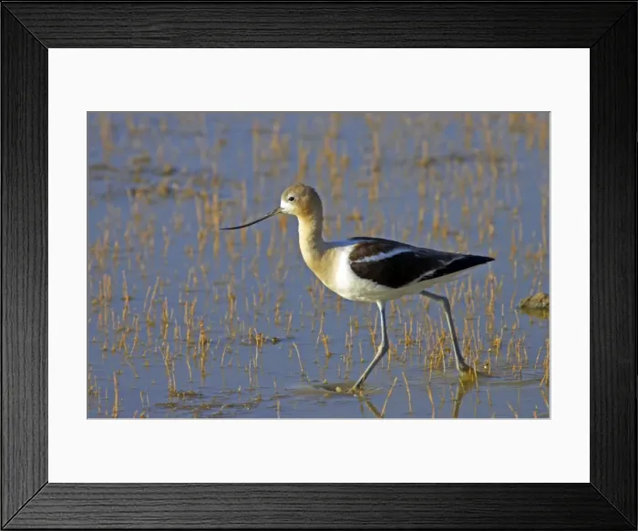 Framed Print : Picture No. 10884040 Framed Print : Picture No. 10884040