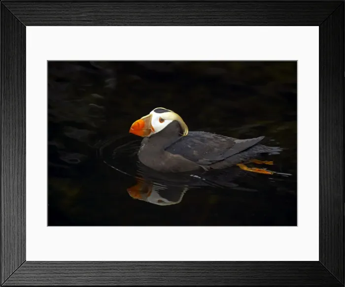 Framed Print : Picture No. 10884048 Framed Print : Picture No. 10884048