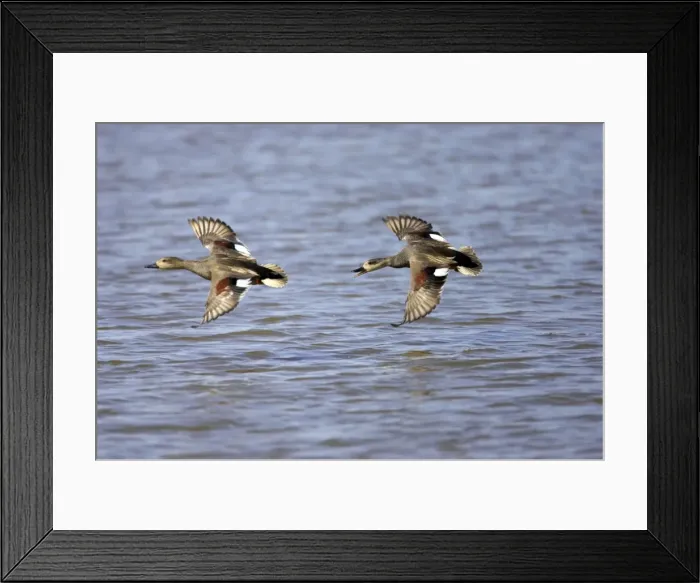Framed Print : Picture No. 10884051 Framed Print : Picture No. 10884051